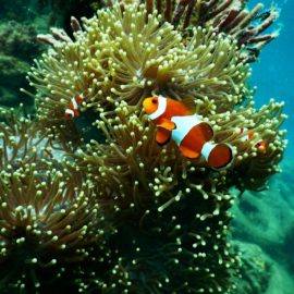 Reef Safe Sunblock – Protect Your Skin And The Coral Reefs